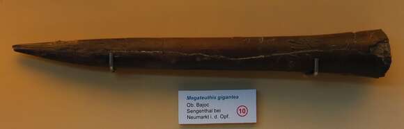 Image of Megateuthis gigantea