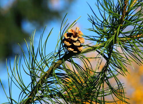 Image of Bunge's pine