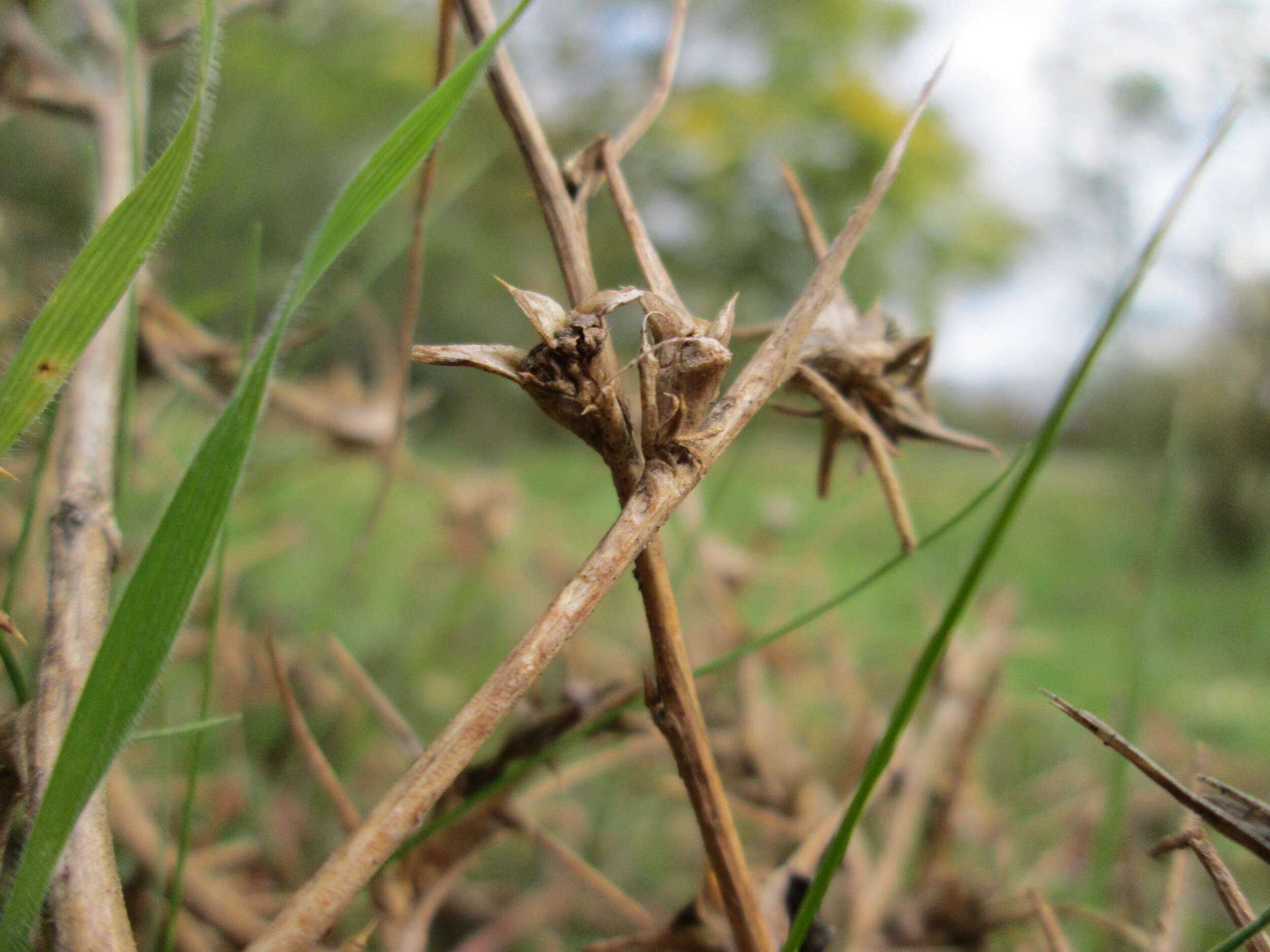 Image of Prickly Russian-Thistle