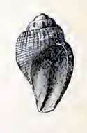 Image of Oenopota murdochiana (Dall 1885)