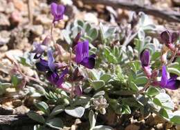 Image of cushenbury milkvetch