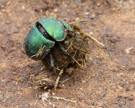 صورة Macrochelidae