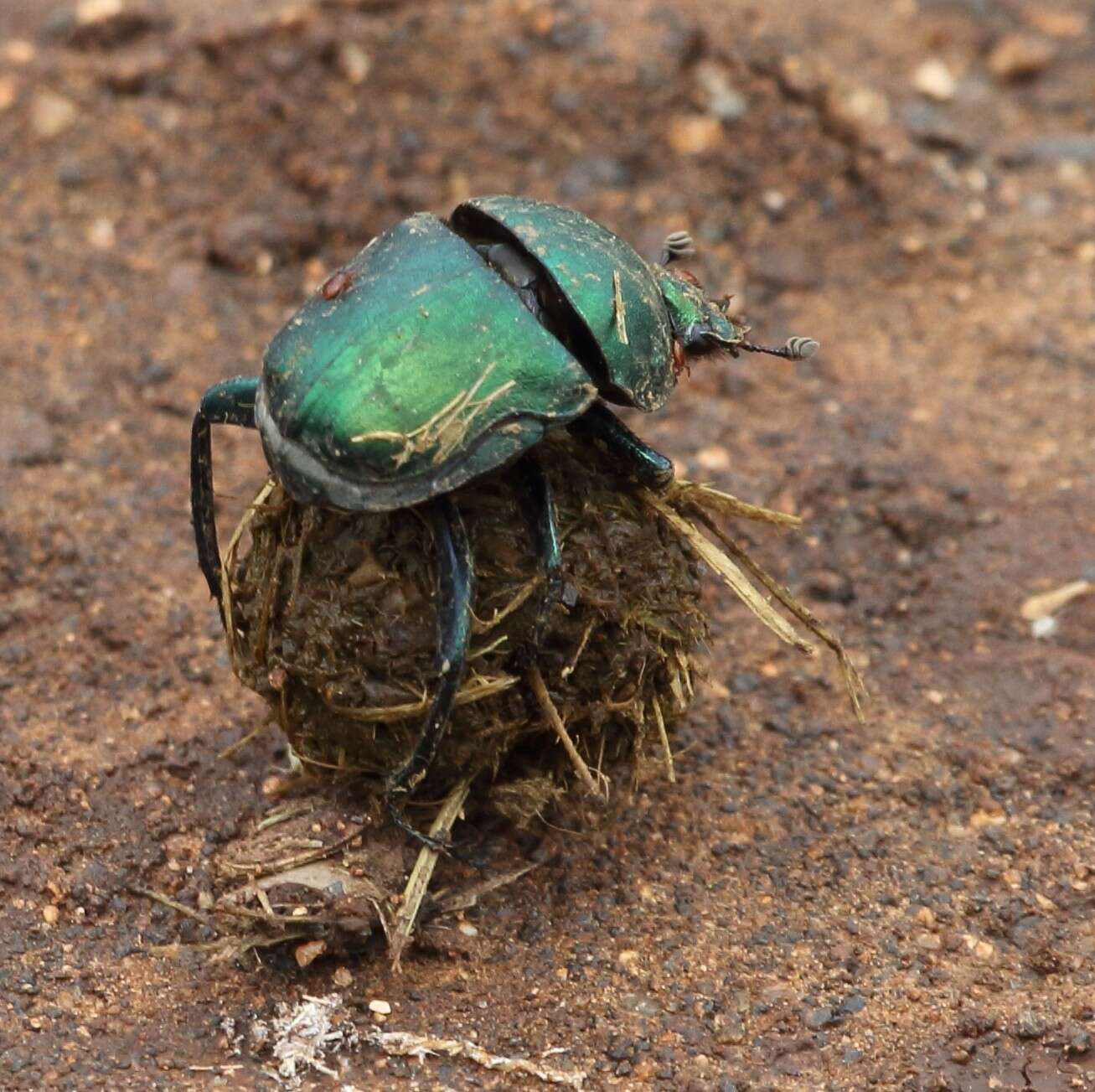 Слика од Macrochelidae