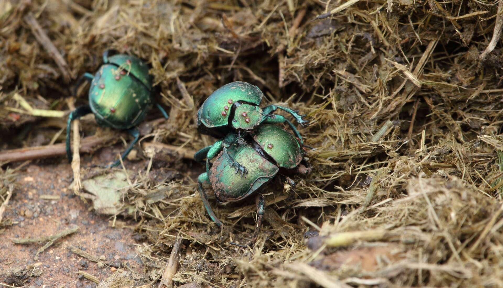 Image de Macrochelidae