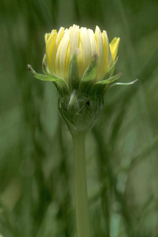 Image of California dandelion