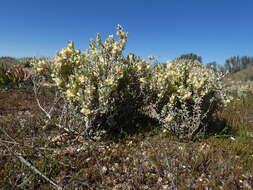 Image de Atriplex lindleyi Moq.