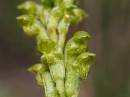 Image of Common onion orchid