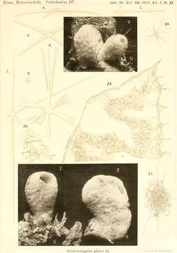 Image of Staurocalyptus