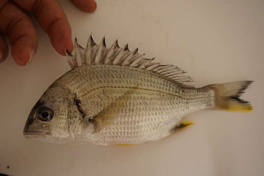 Image of Grey Bream