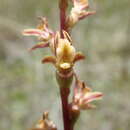 Image of Guyra leek orchid