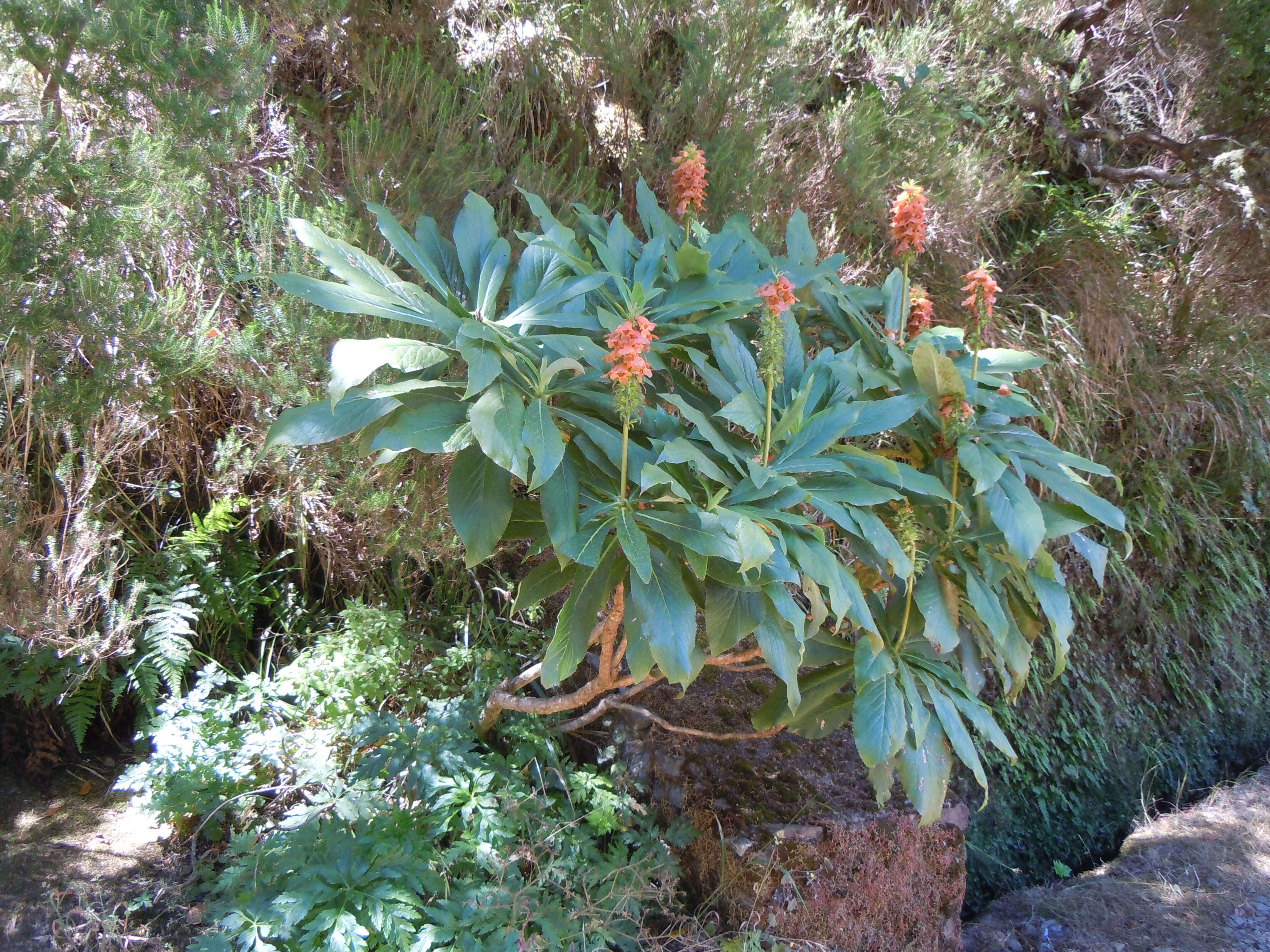 Image de Digitalis sceptrum L. fil.