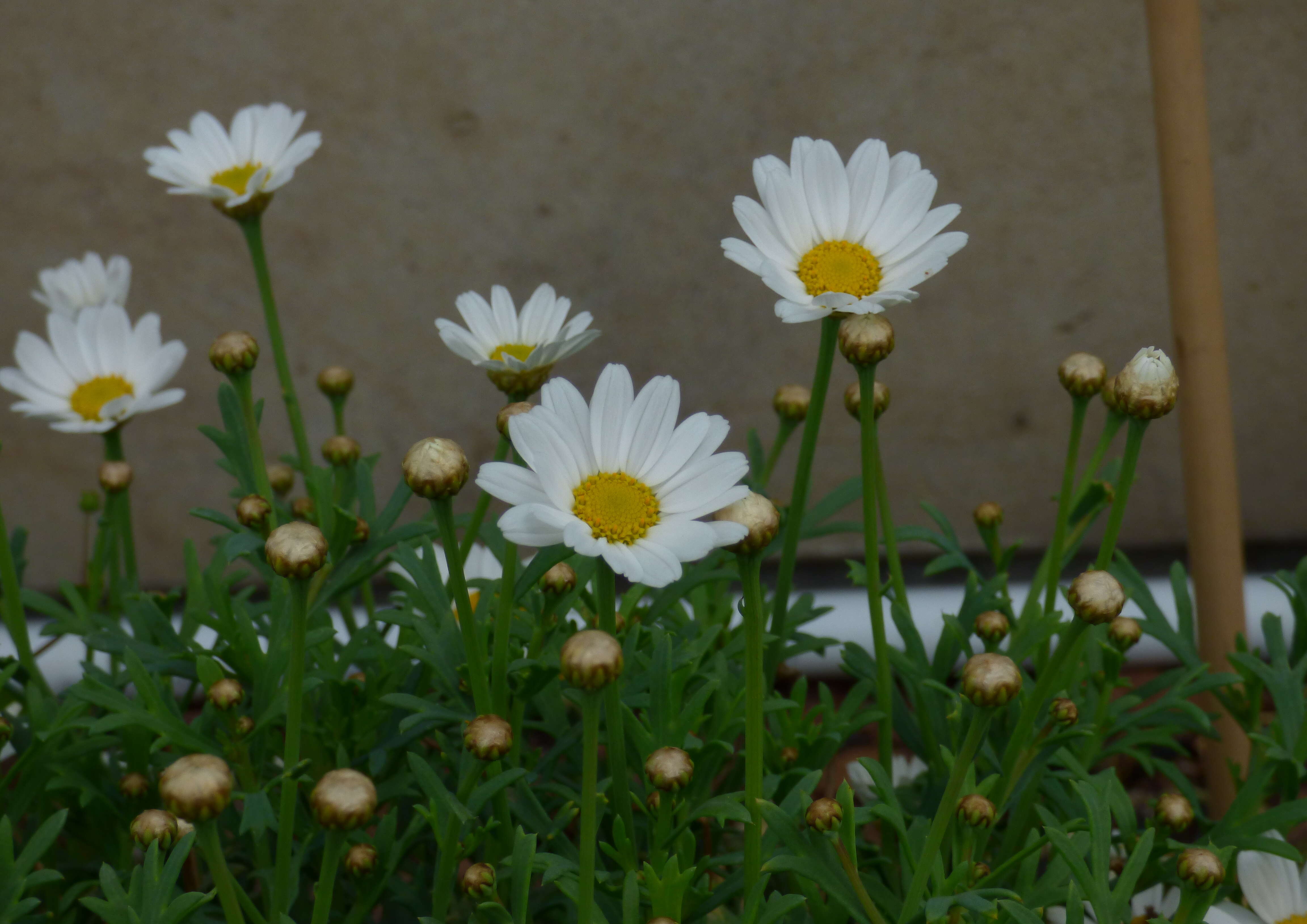 Image of Oxeye Daisy