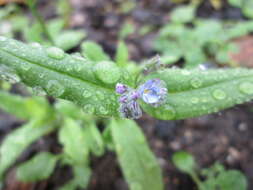 Слика од Myosotis arvensis (L.) Hill