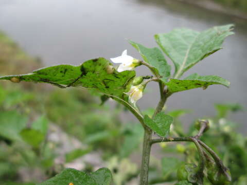 Image of European Black Nightshade