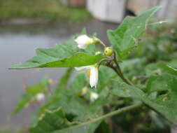 Plancia ëd Solanum nigrum L.