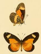 Image de Telipna acraea (Westwood (1851))