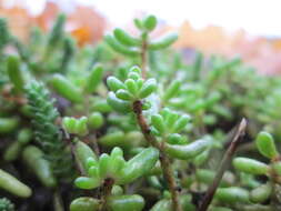 Image of White Stonecrop