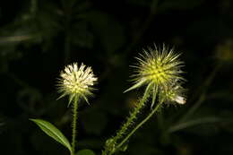 Image of small teasel