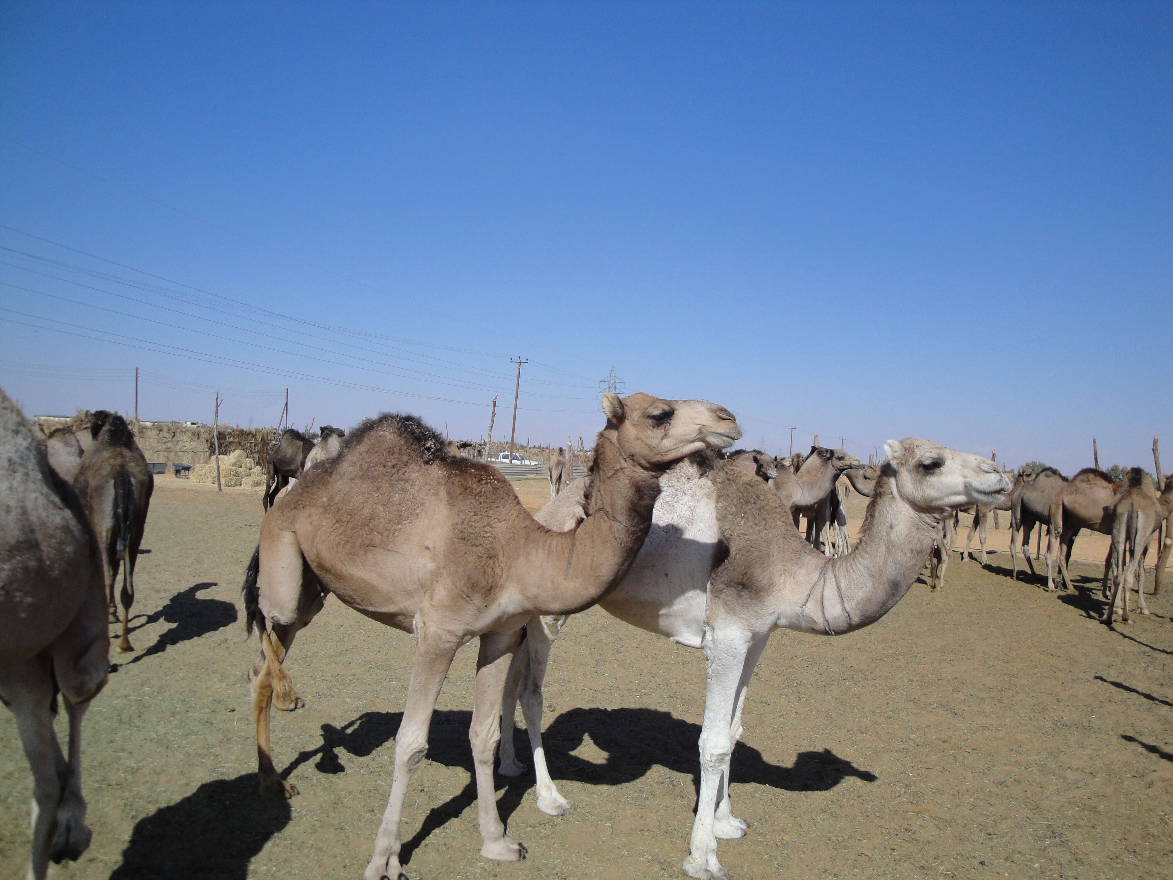 Image of Bactrian camel