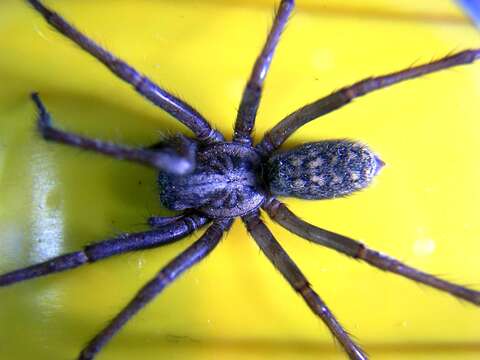 Image of Barn Funnel Weaver