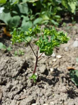 Image of cancer weed