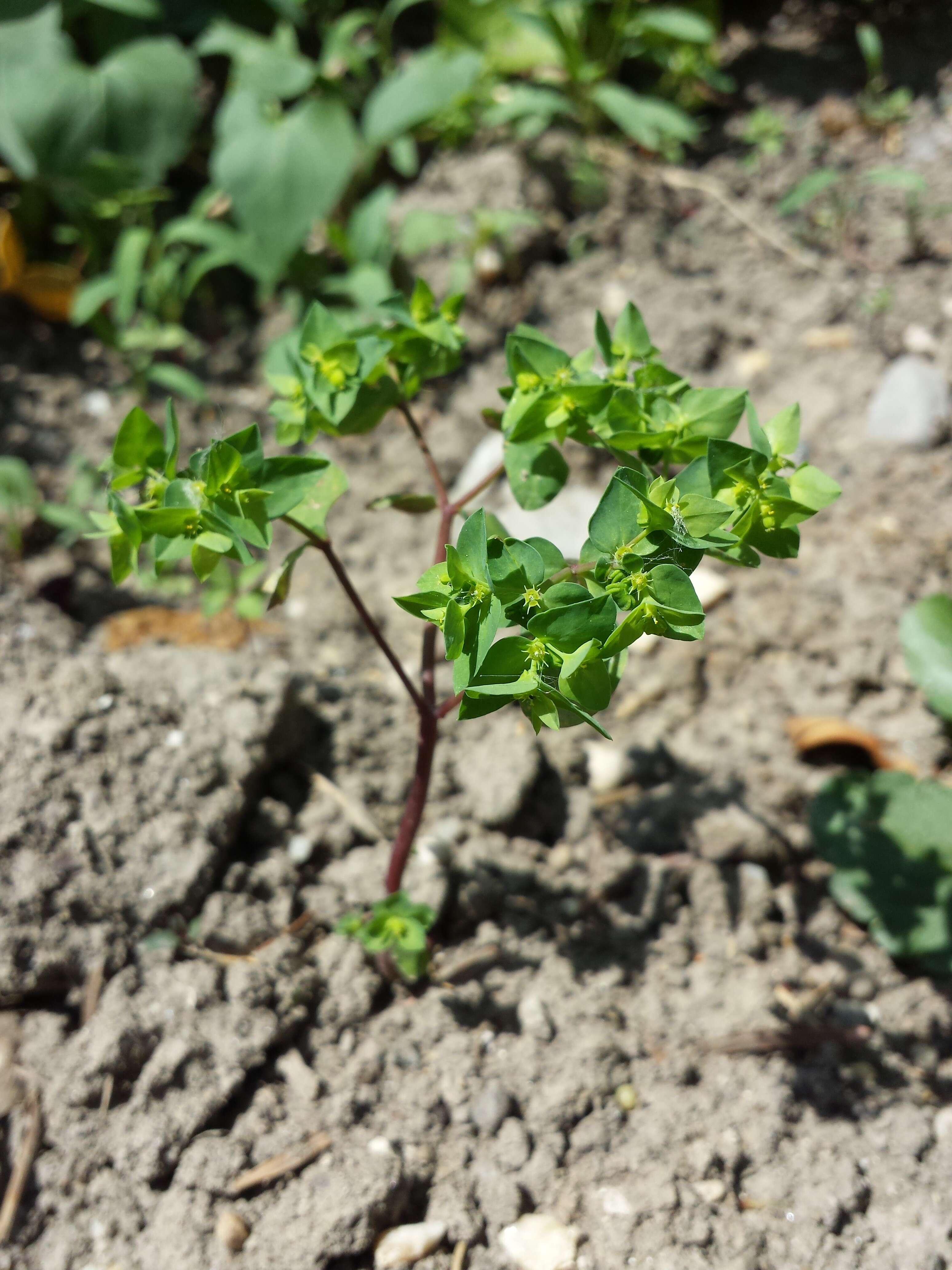 Image of cancer weed