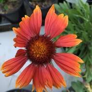 Image of Common perennial gaillardia