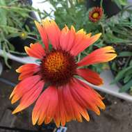 Image of Common perennial gaillardia