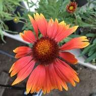 Image of Common perennial gaillardia