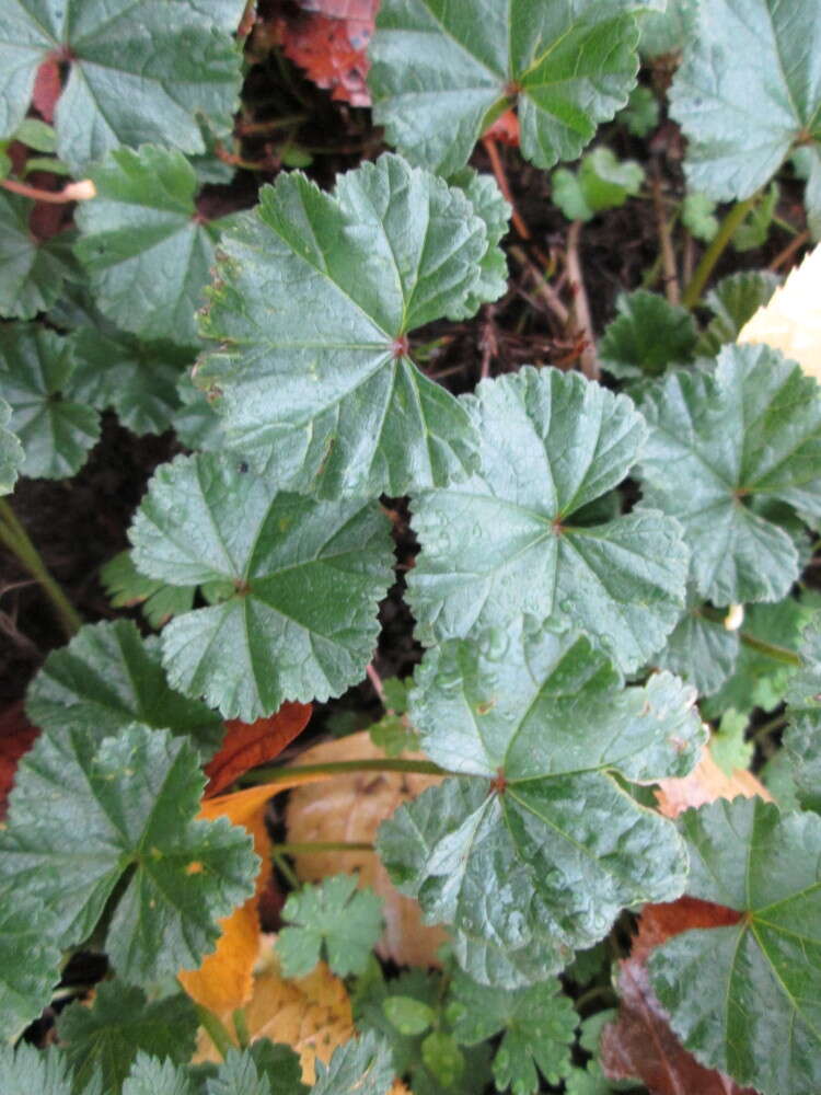 Image of common mallow