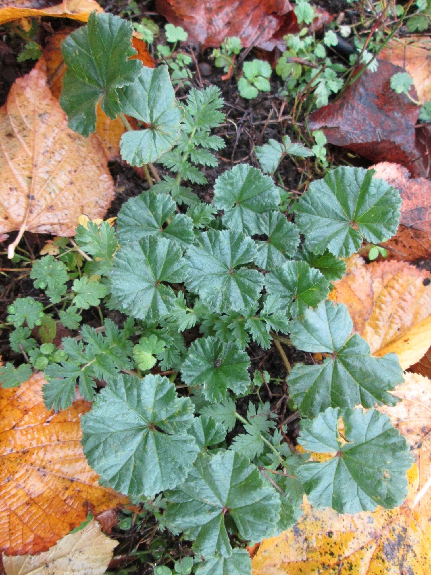 Image of common mallow