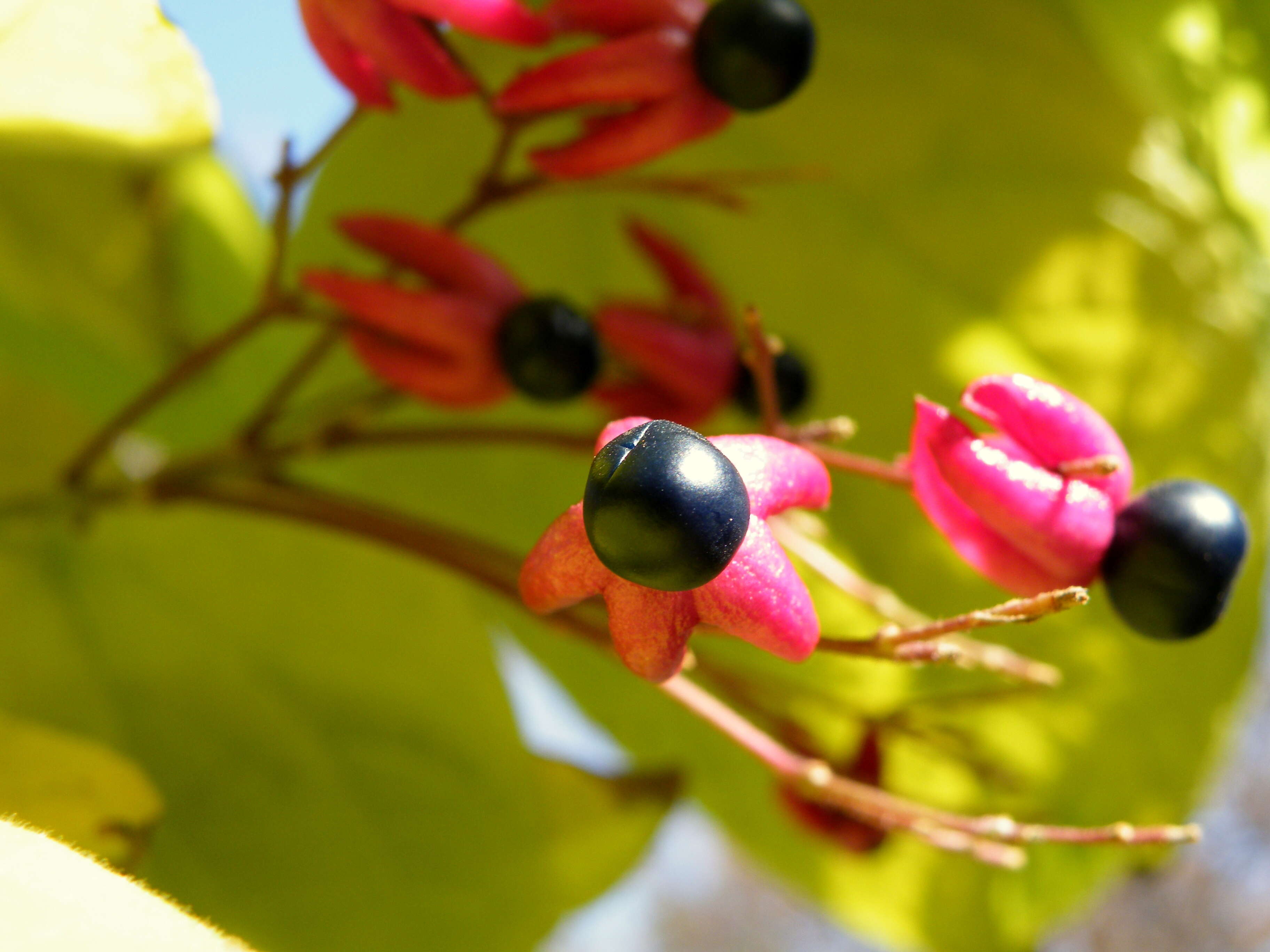 Imagem de Clerodendrum trichotomum Thunb.