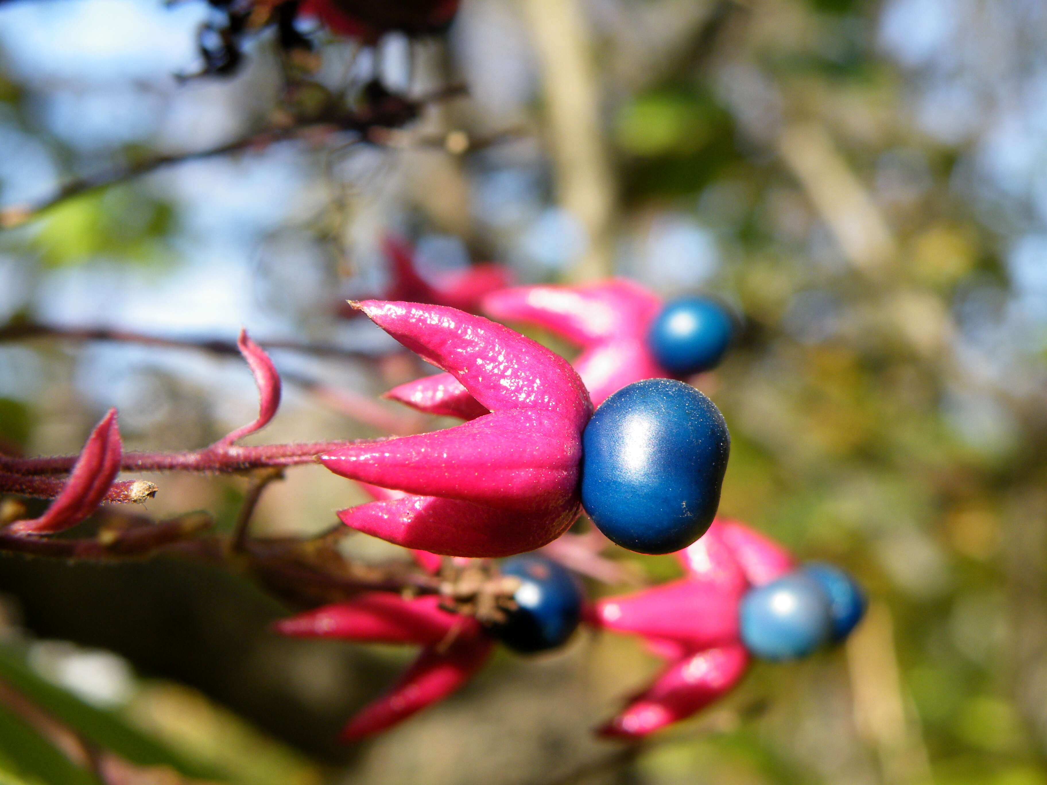 Imagem de Clerodendrum trichotomum Thunb.