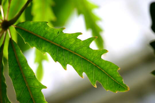 Image of False aralia