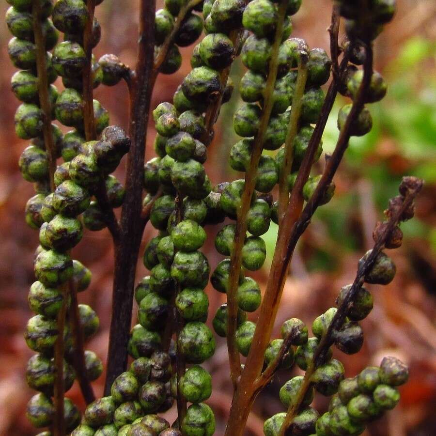 Image of sensitive fern