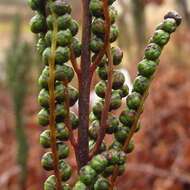 Image of sensitive fern