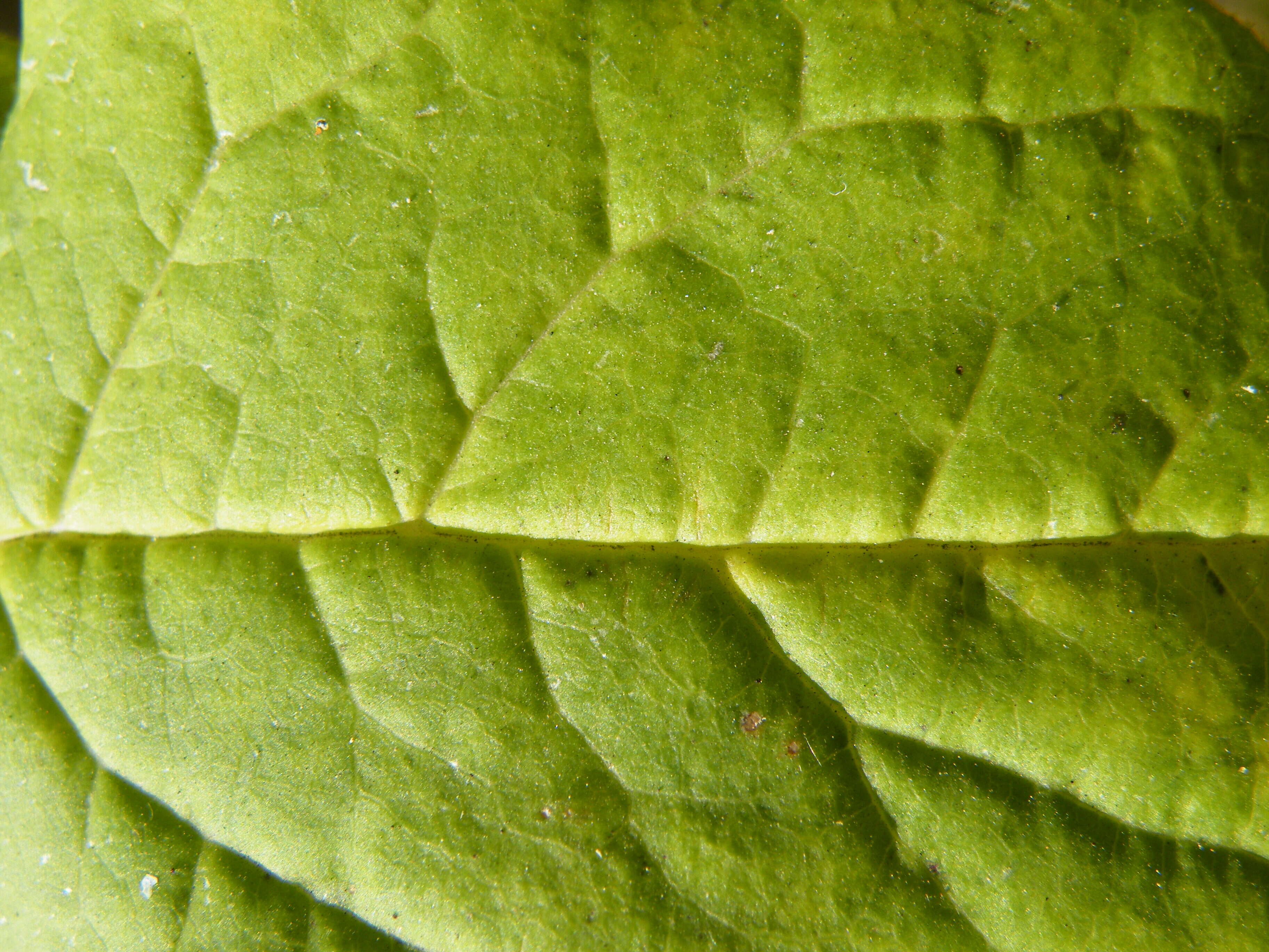 Image de Syringa villosa Vahl