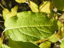 Image de Syringa villosa Vahl