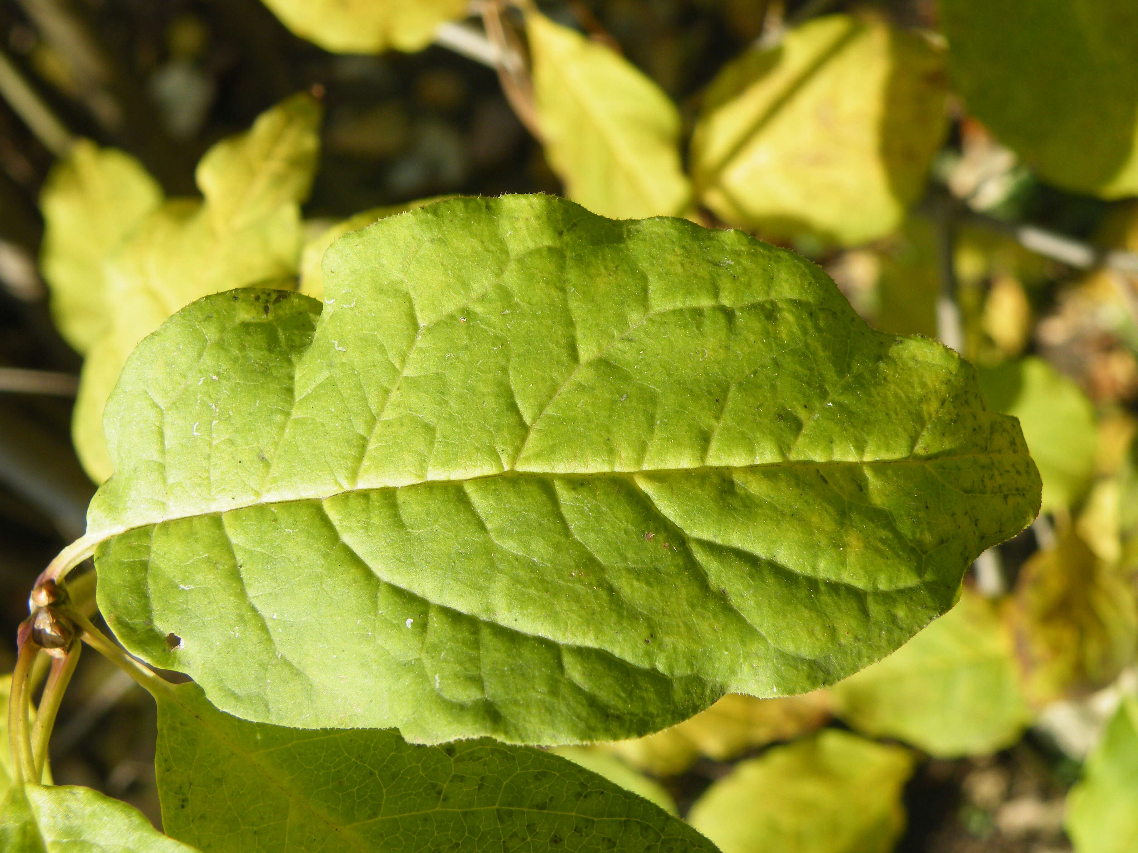 صورة Syringa villosa Vahl