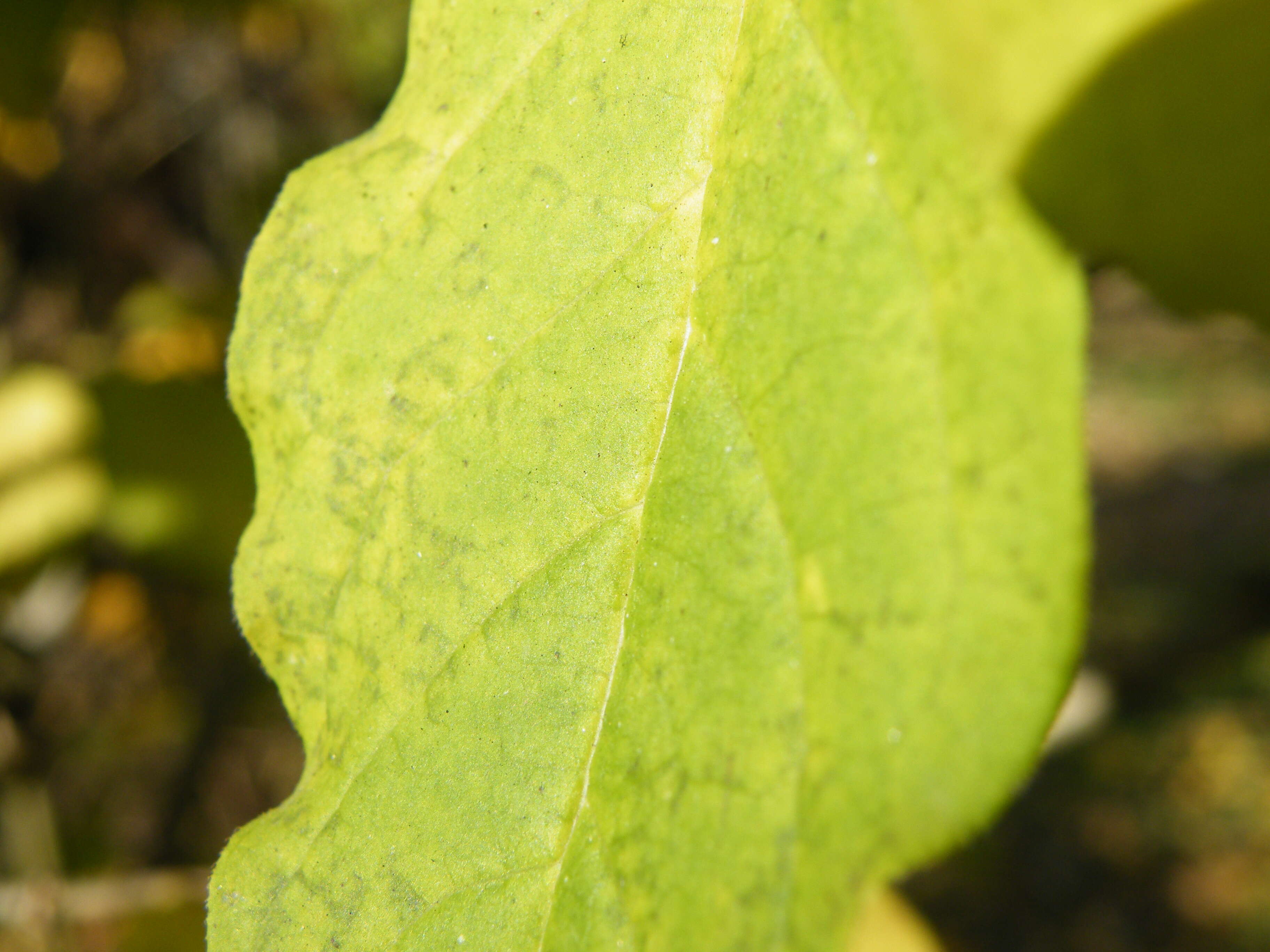 صورة Syringa villosa Vahl