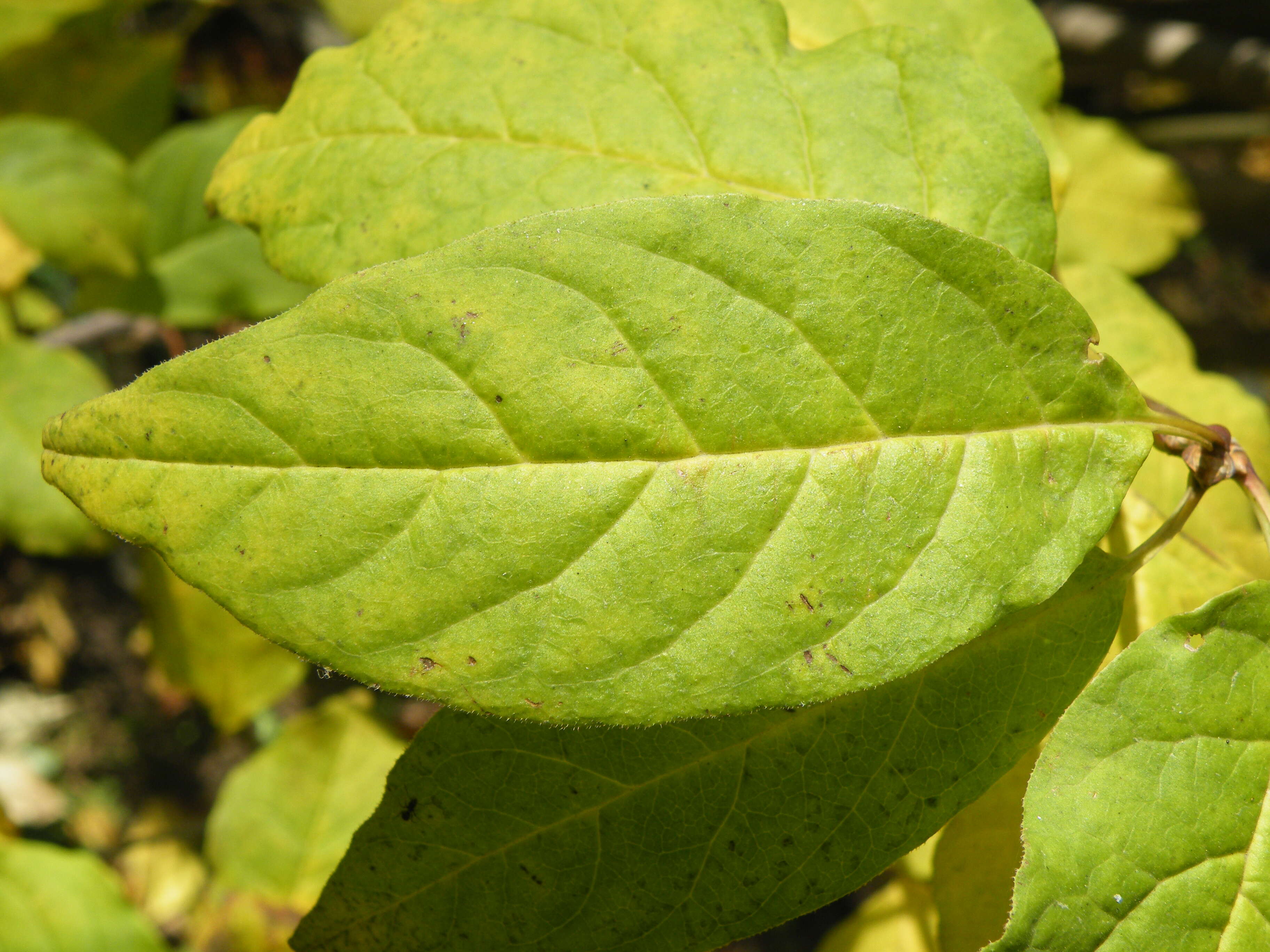 Image de Syringa villosa Vahl