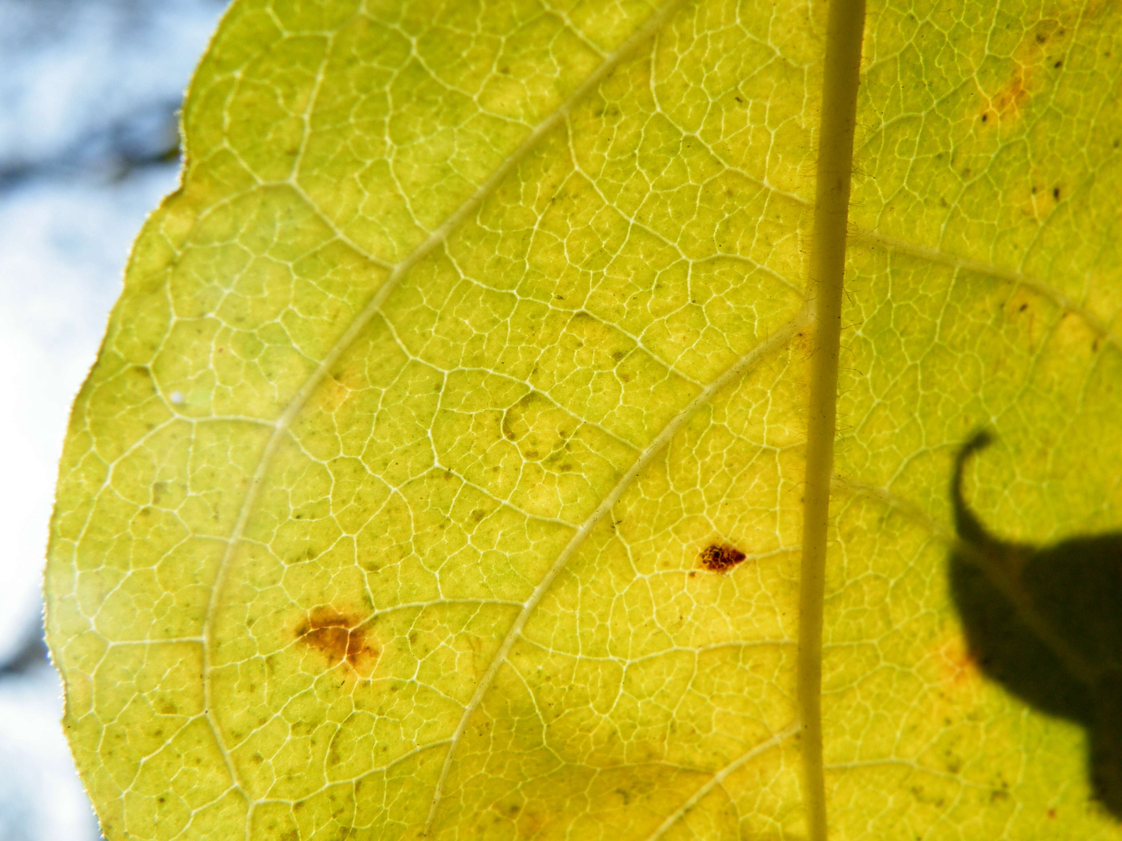 صورة Syringa villosa Vahl