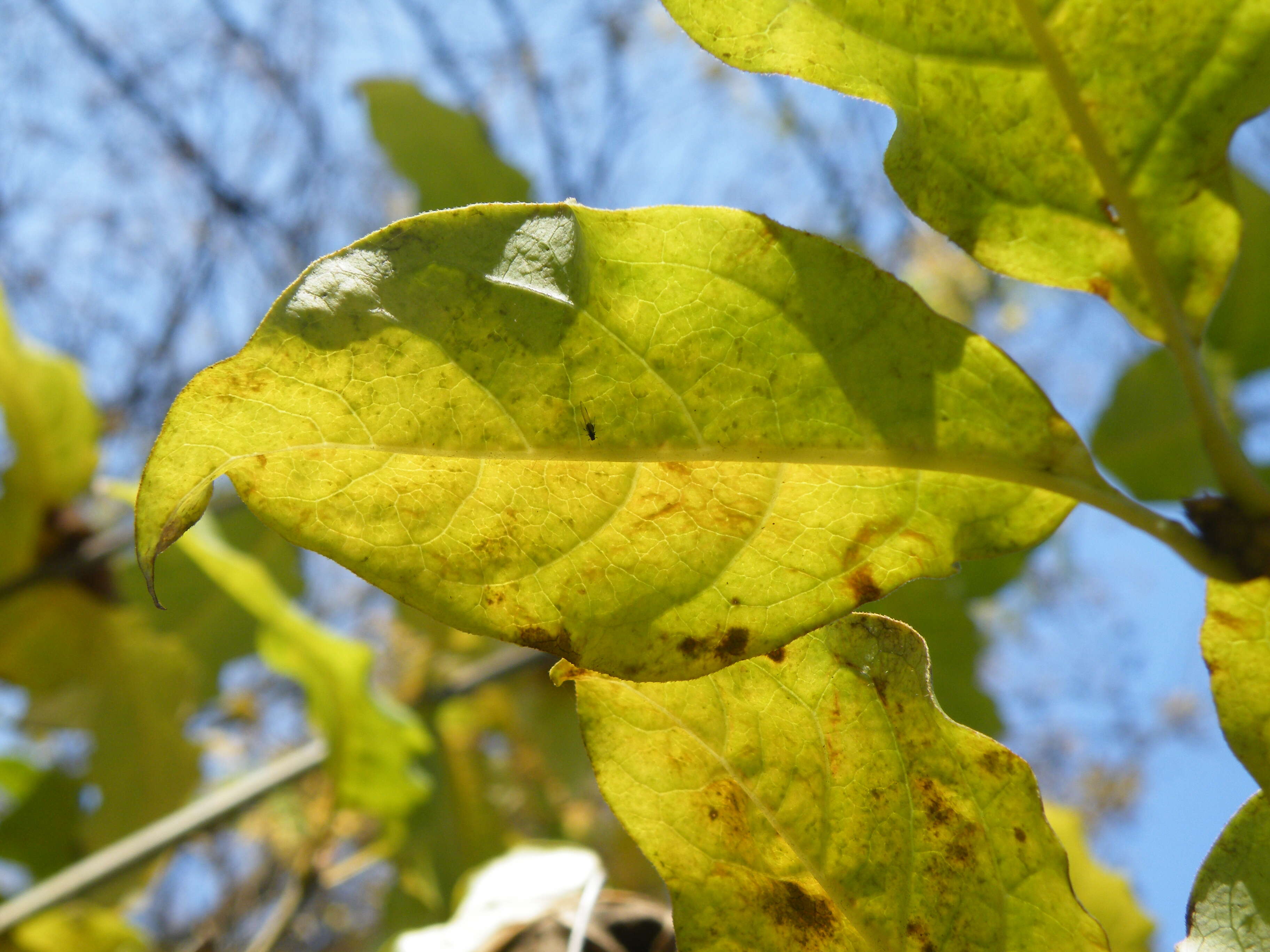 Image de Syringa villosa Vahl