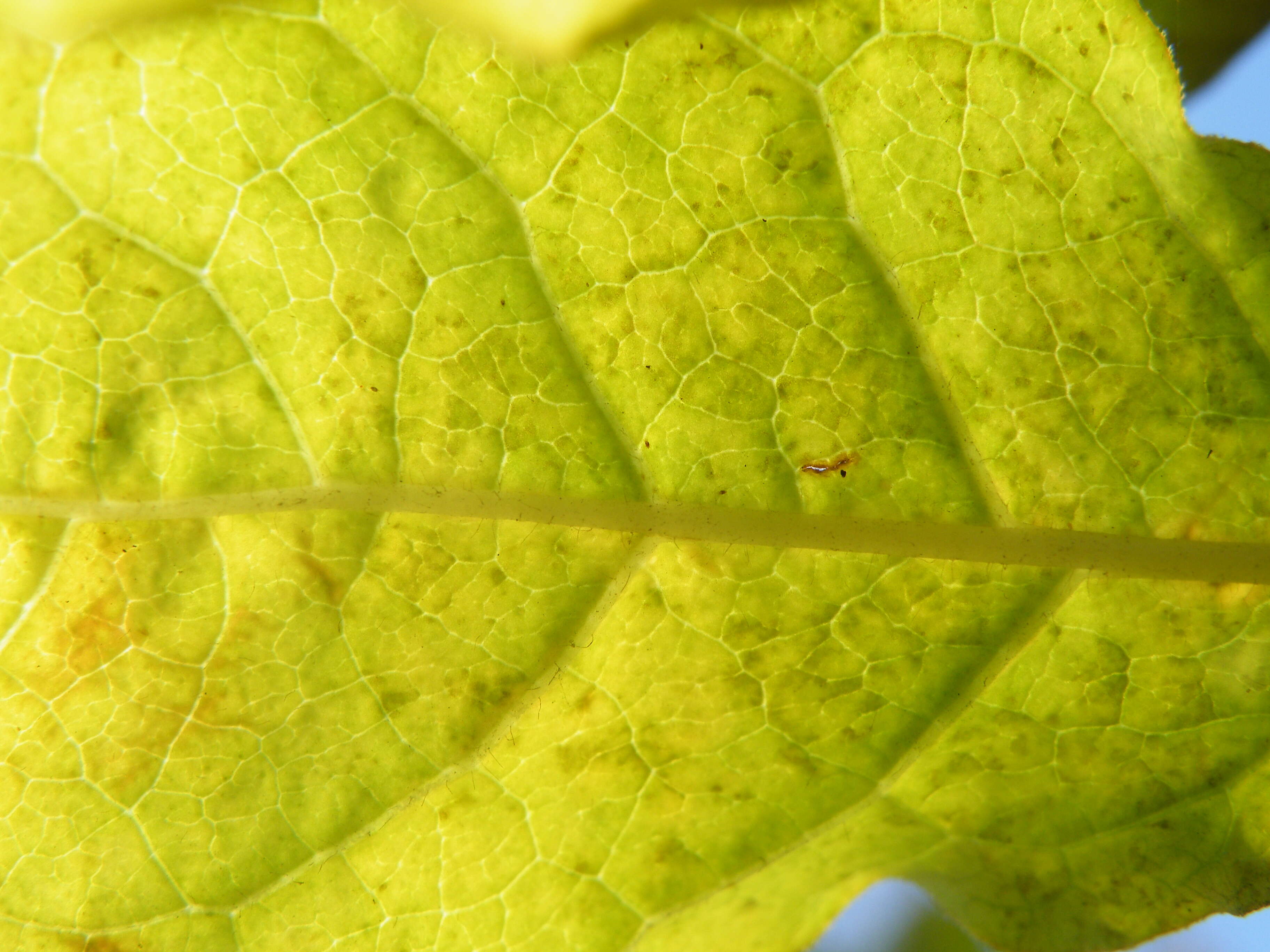 Image de Syringa villosa Vahl