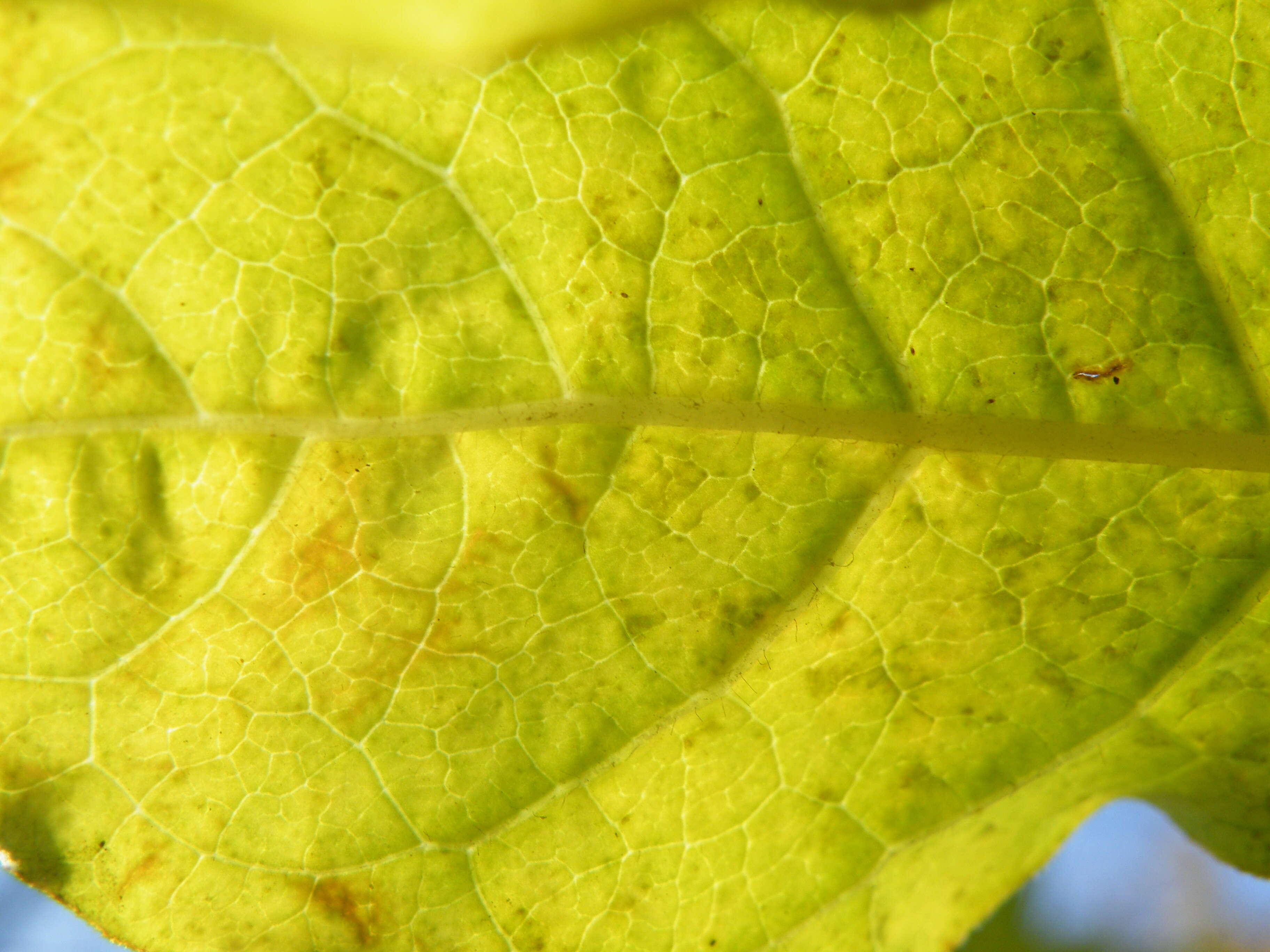 Image de Syringa villosa Vahl