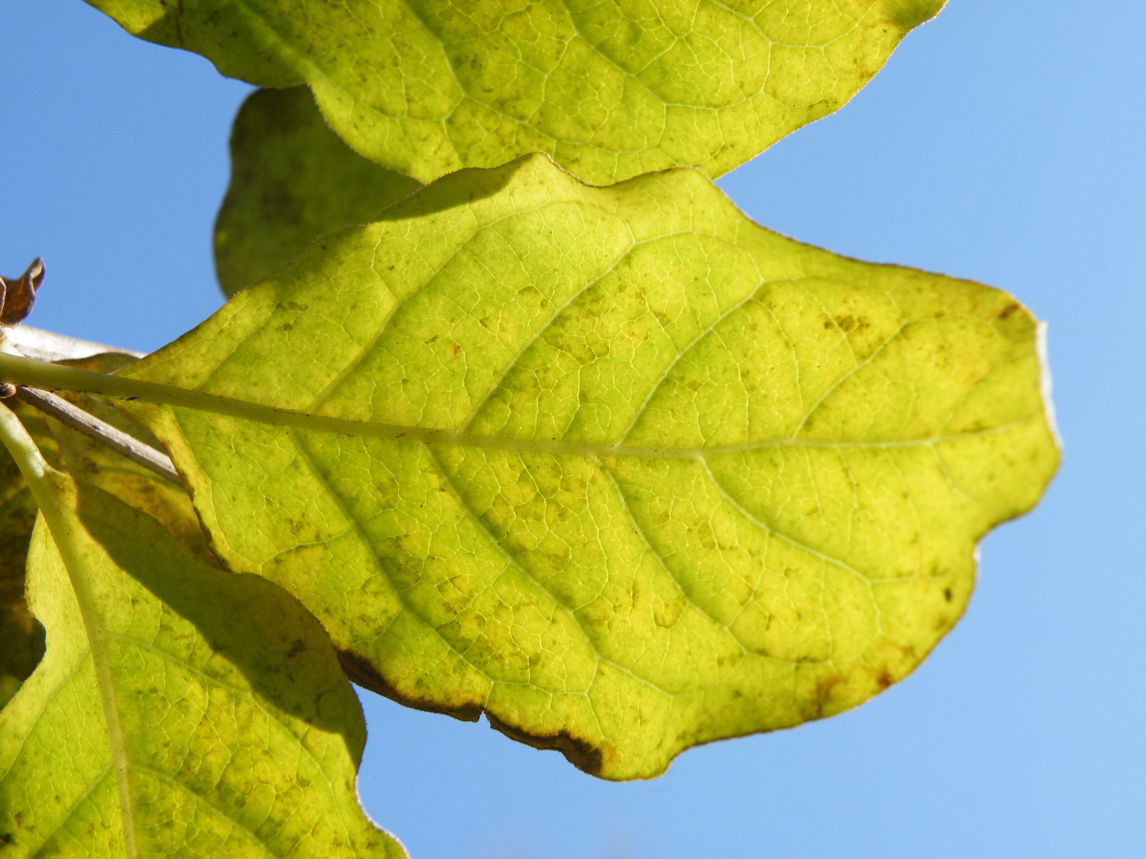 Image de Syringa villosa Vahl