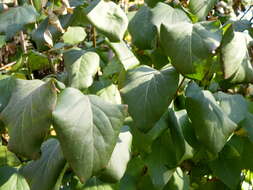 Image of Common Lilac