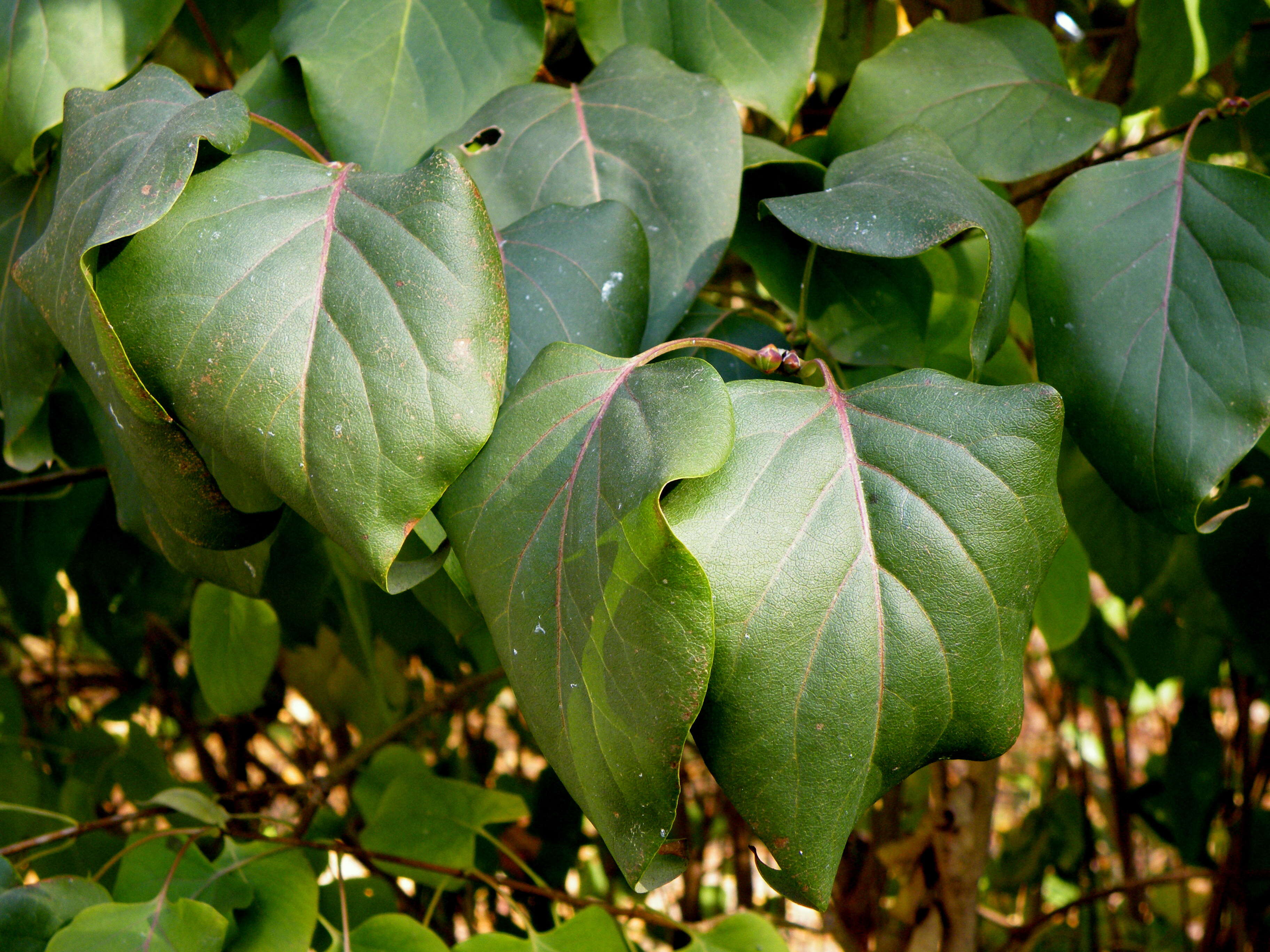 Image of Common Lilac