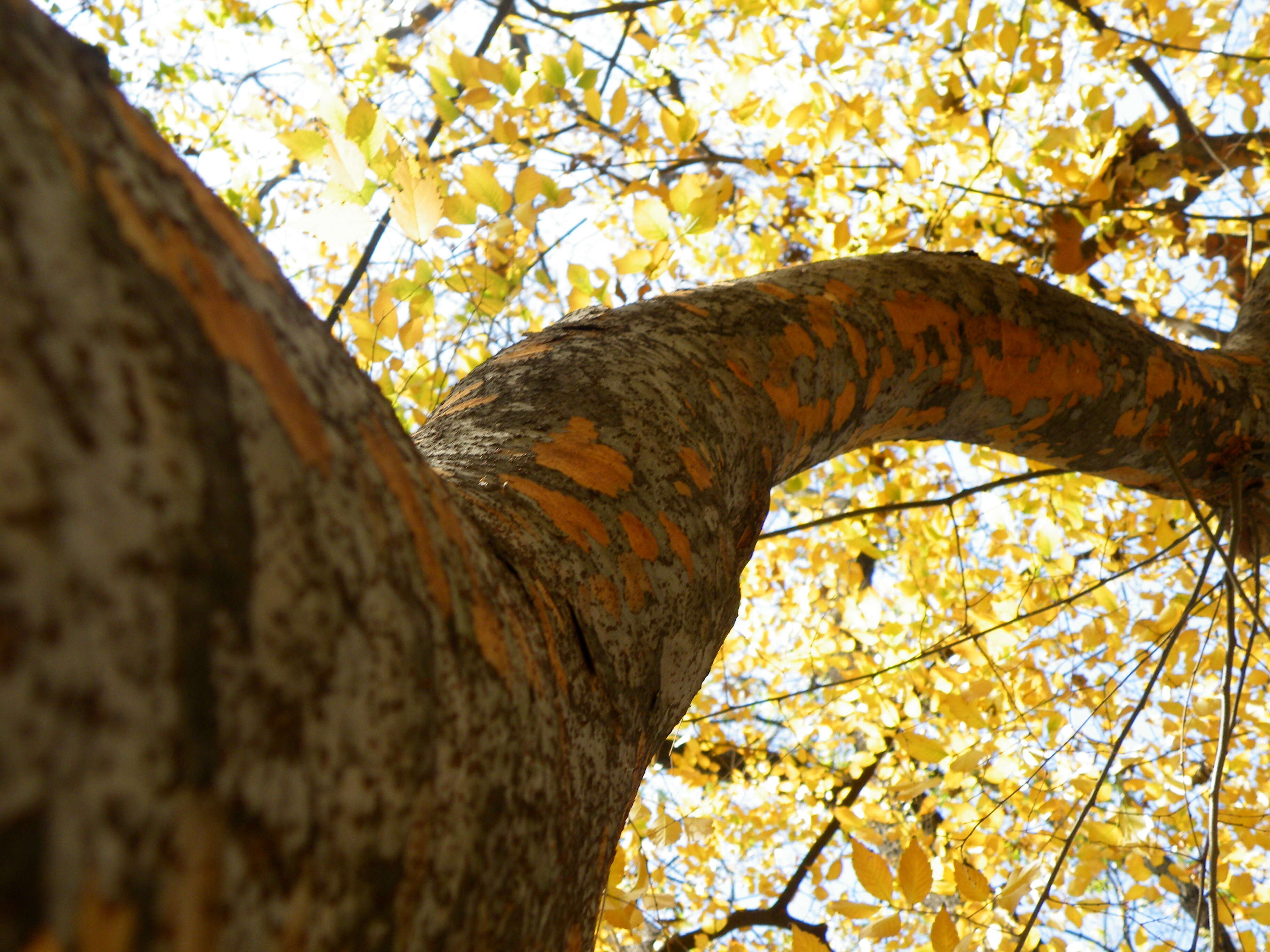 Image of Japanese Zelkova
