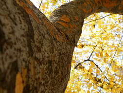 Image of Japanese Zelkova
